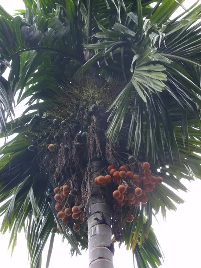 Dry Areca Nut