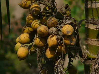 Betelnut Whole