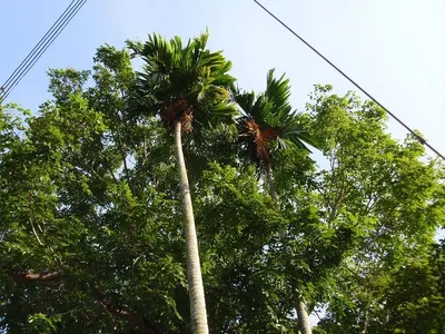 Artificial Palm Tree