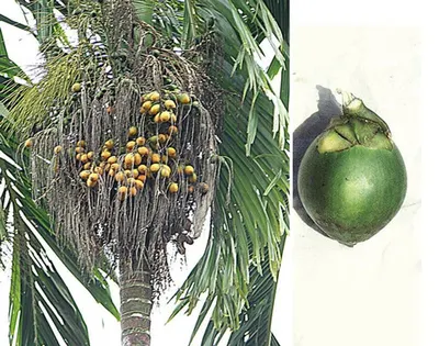 Coconut Tree Growth Promoter