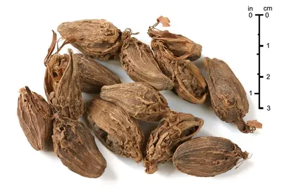 Agarwood