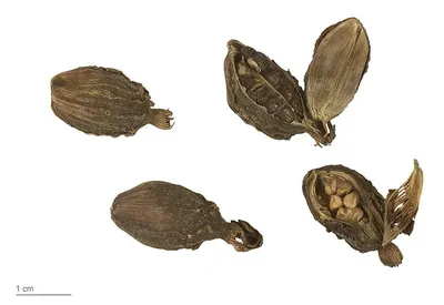 Cardamom