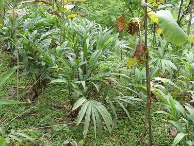 Sumatra Benzoin