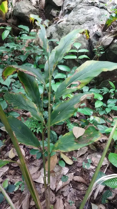 Black Cardamom