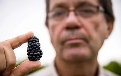 Bio Certified Blackberries