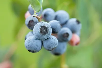 IQF Wild Blueberry