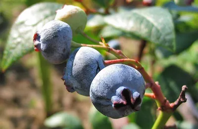 Blueberry Leaf Extract by Hunan Sunshine Bio Tech Co., Ltd.
