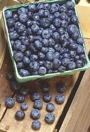 Albanian Blueberries