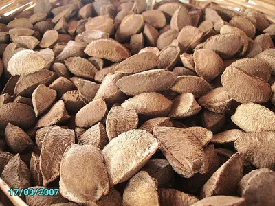 Red Sandalwood (Farmers cultivated material) by Sreenivasa Enterprises