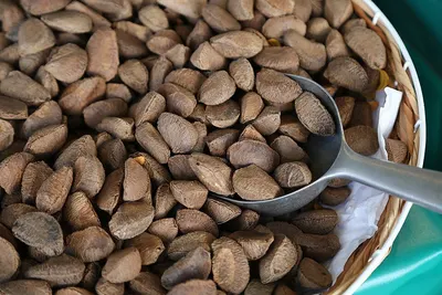 Wholesale Organic Cocoa Beans - Premium Quality by CMPT Manpower Services