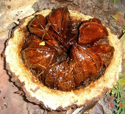 Newly hand carved wooden root fruit platters