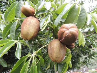 Garcinia Kola