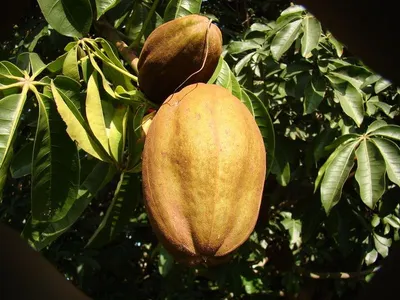 soap nuts complete powder