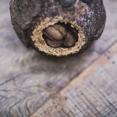 Nutmeg Oil