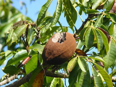 Raw Brazil Nuts by Alpha Medent