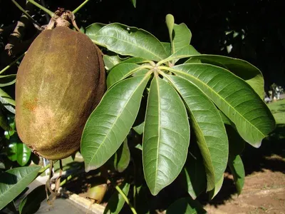 Soursop Natural Fruit