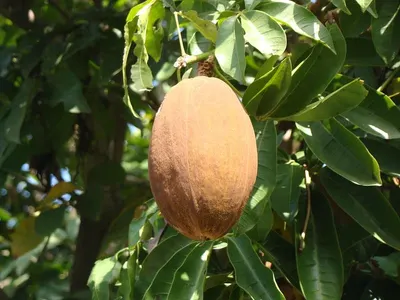 Mamey Fruit (Pouteria sapota)