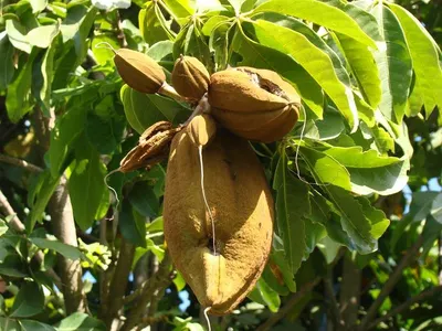 Jackfruit Viet Nam