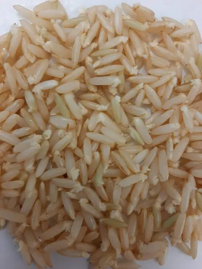 Miniket Rice by M/S. SS Textile And Agro Farm