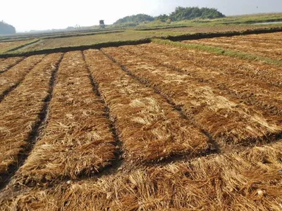 Alfafla Hay