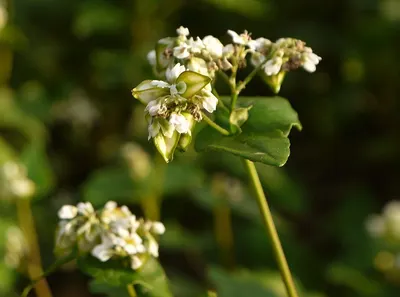 Hydrangea Mini Green Dark