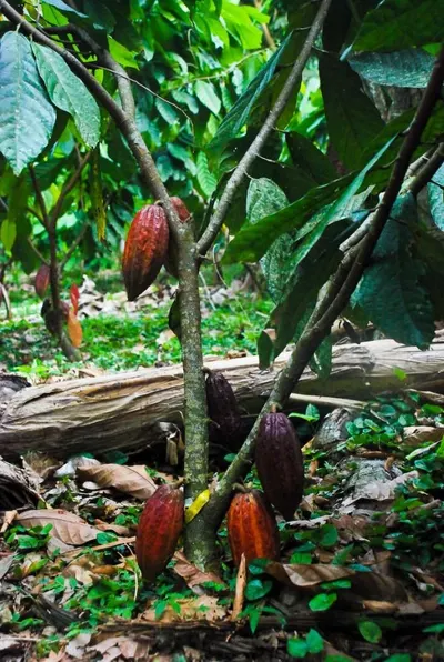 Cacao (cocoa)