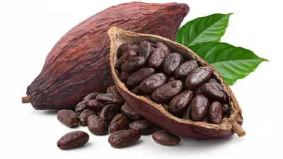Cocoa bean