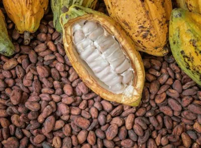Cocoa Fermented Bean by Kudengo Sugata
