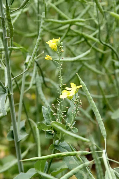 Rape Seeds