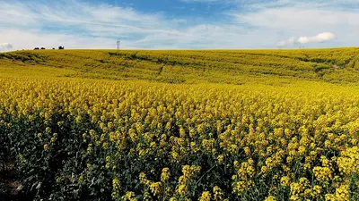 CANOLA/REPESSED OIL - Image 2