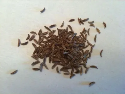 Seeds Of Caraway