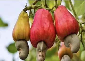 Quince Seeds/pyrus Cydonia Seeds