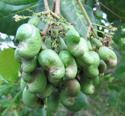 Betel Nut
