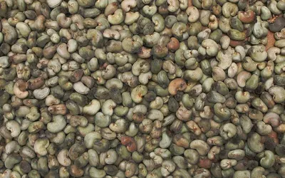 Cashew Nut