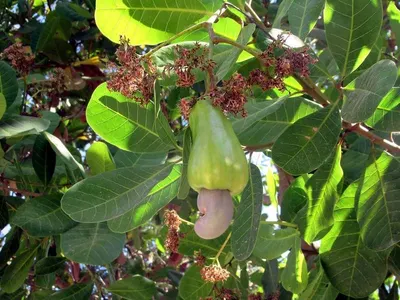 Cashew Nuts by Bauxite Industries Est