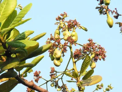 Cashew Nut by Spice Amore