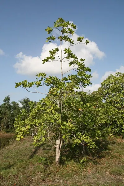 Raw Cashew Nuts