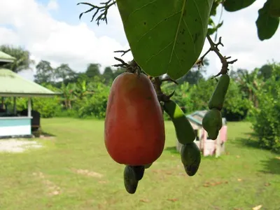 Cashew Nuts