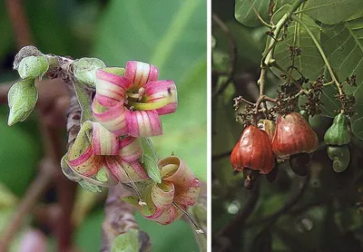 Cashew Nut