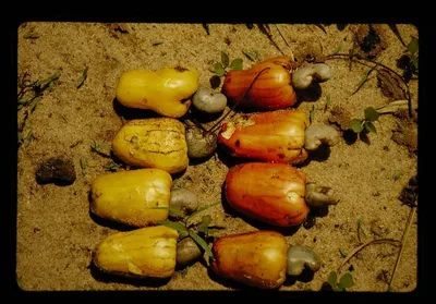 Cashew Nuts