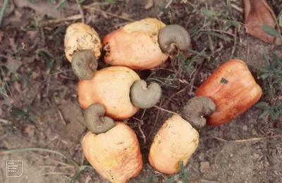 Cashew Nut WW320