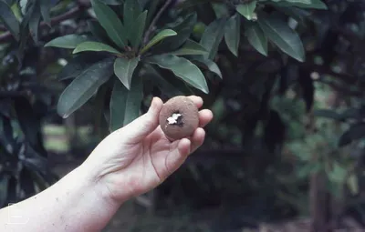 Oak Gall | Aleppo Oak Gall | Gallnut | Oak Apple