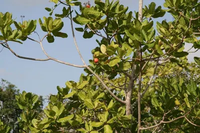 Cashew Nuts