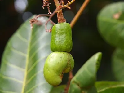 Cashew Nuts by K Shipta Pvt. Ltd.