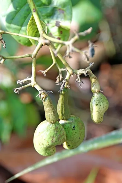 Cashew Nuts