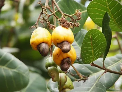 Cashew Nuts Ww240
