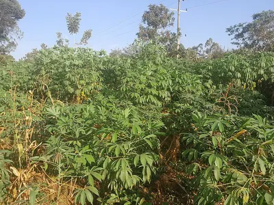 Jatropha Biodiesel by Ramamoorthy Exports
