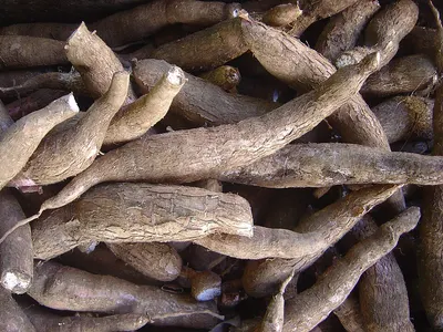 Stick Cassia From Laura Phalco Good Price