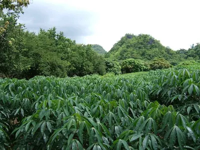 Shikakai by G.J.C. Exports