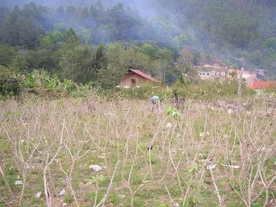 Cassava